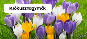 szkk.ro