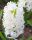 Bulbi zambile White Pearl