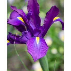Bulbi Iris Hollandica Purple Sensation (10 buc/pachet)