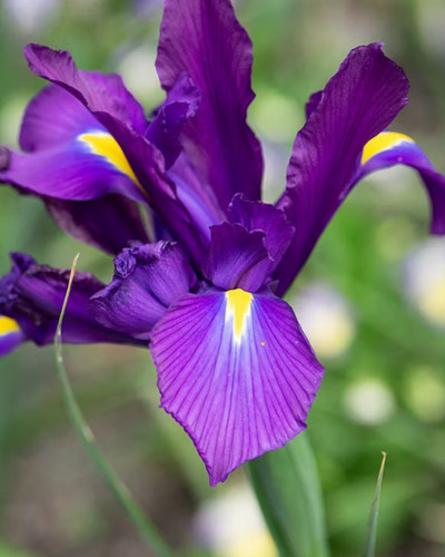 Bulbi Iris Hollandica Purple Sensation