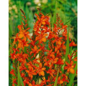 Montbretia masoniorum (10 db/csomag)