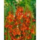 Montbretia masoniorum (10 db/csomag)