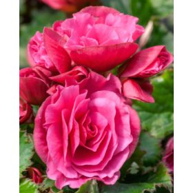 Begonie cu flori duble - roz (3 buc/pachet)