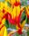 Bulbi lalele Fire Wings