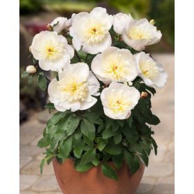 Patio Madrid (1 buc/pachet)