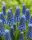 Zambilă struguraș Muscari Blue Magic