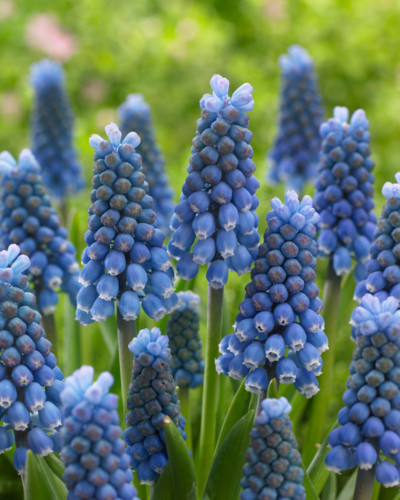 Zambilă struguraș Muscari Blue Magic