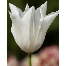 Bulbi lalele White Triumphator (5 buc/pachet)