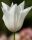 Bulbi lalele White Triumphator