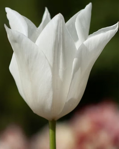 Bulbi lalele White Triumphator