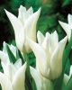 Bulbi lalele White Triumphator
