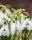 Bulbi ghiocei caucazian Galanthus Woronowii 