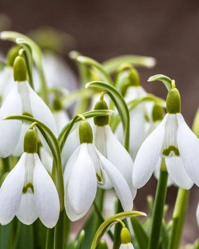 Bulbi ghiocei caucazian Galanthus Woronowii 