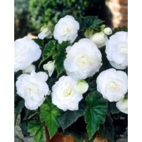 Begonie cu flori duble - alb (3 buc/pachet)