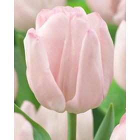 Bulbi lalele Rejoyce (5 buc/pachet)