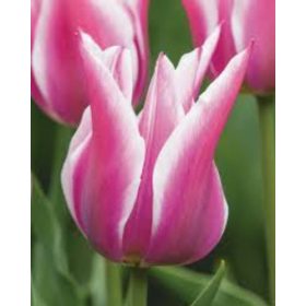 Bulbi lalele Claudia (5 buc/pachet)