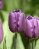 Bulbi lalele Purple Flag 