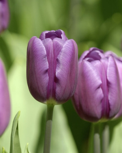 Bulbi lalele Purple Flag 