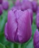 Bulbi lalele Purple Flag 