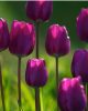 Bulbi lalele Purple Flag 