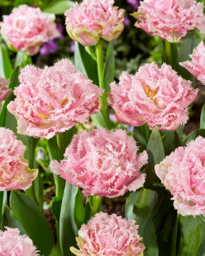 Bulbi lalele Perth (5 buc/pachet)