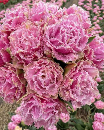 Bulbi lalele Perth (5 buc/pachet)