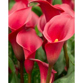 Cala ‘Red Charm’ (3 buc/pachet)