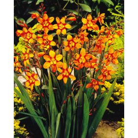 Montbretia ‘Emily McKenzie’ (10 db/csomag)