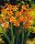 Montbretia ‘Emily McKenzie’ (10 db/csomag)