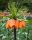 Laleaua Împăratului Fritillaria Imperialis Aurora