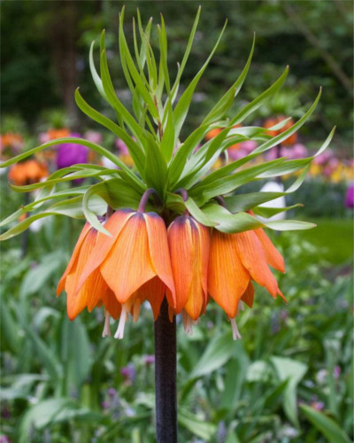 Laleaua Împăratului Fritillaria Imperialis Aurora