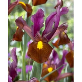 Bulbi Iris Hollandica Red Ember (10 buc/pachet)