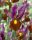 Bulbi Iris Hollandica Red Ember 