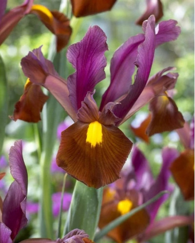 Bulbi Iris Hollandica Red Ember 