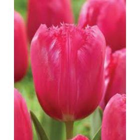 Bulbi lalele Burgundy Lace (5 buc/pachet)