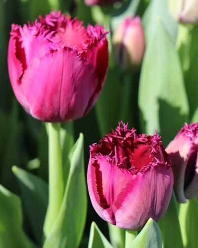 Bulbi lalele Burgundy Lace (5 buc/pachet)