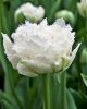 Bulbi lalele Snow Chrystal