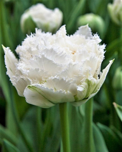 Bulbi lalele Snow Chrystal