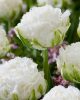 Bulbi lalele Snow Chrystal