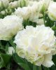 Bulbi lalele Snow Chrystal