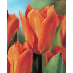 Bulbi lalele Orange Emperor (5 buc/pachet)