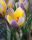 Bulbi crocus Advance