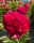 Red Magic
