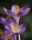 Bulbi crosus Barrs Purple 