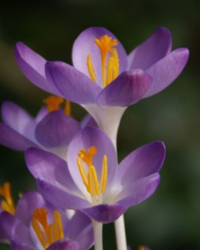 Bulbi crosus Barrs Purple 