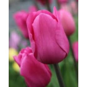 Bulbi lalele Don Quichotte (5 buc/pachet)