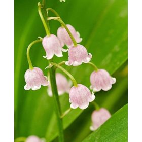 Convallaria majalis Rosea