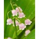 Convallaria majalis Rosea
