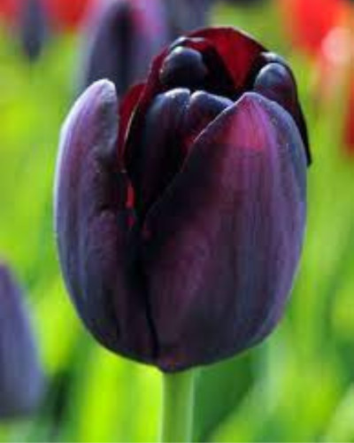 Bulbi lalele Queen of Night 
