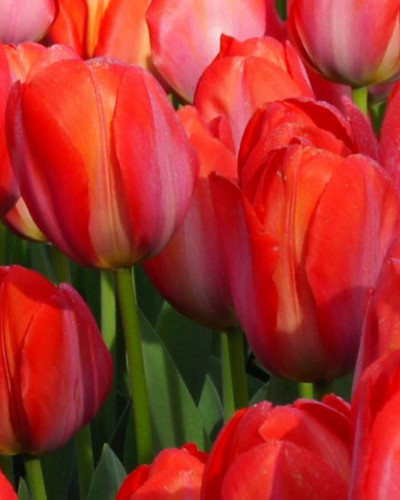 Bulbi lalele Orange Van Eijk (5 buc/pachet)